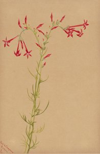 Untitled--Flower Study by Mary Vaux Walcott