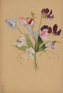 Untitled--Flower Study