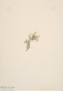 Untitled--Flower Study, 1905