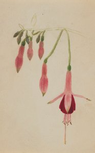 Untitled--Flower Study by Mary Vaux Walcott