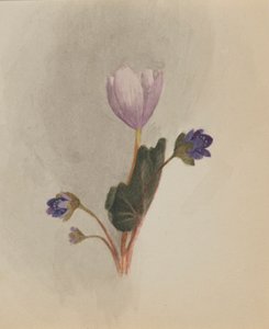 Untitled--Flower Study by Mary Vaux Walcott