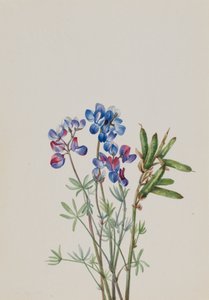 Untitled--Flower Study