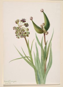 Untitled (Plant Study)