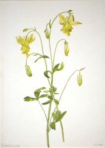 (Untitled) by Mary Vaux Walcott
