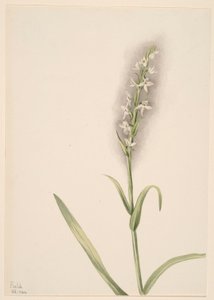 Untitled (Plant Study) by Mary Vaux Walcott