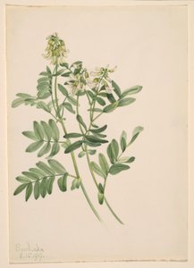Plant Study by Mary Vaux Walcott