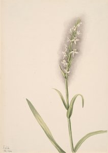 Untitled--Plant Study, 1904 by Mary Vaux Walcott