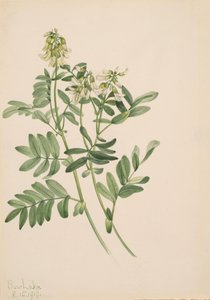 Untitled--Plant Study by Mary Vaux Walcott