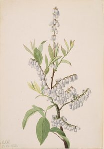 Untitled--Plant Study, 1923 by Mary Vaux Walcott