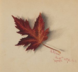 Untitled (Autumn Leaf) by Mary Vaux Walcott