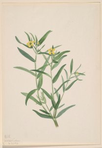 Untitled (Flower Study) by Mary Vaux Walcott