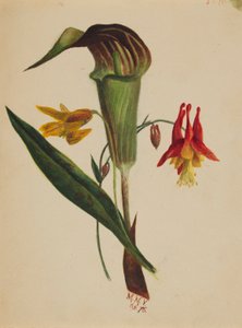 Untitled (Jack in the Pulpit)
