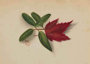 Untitled by Mary Vaux Walcott