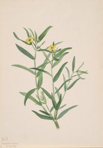 Untitled Flower Study by Mary Vaux Walcott