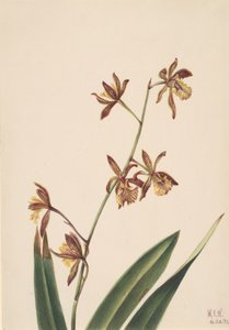 Untitled Flower Study, 1924 by Mary Vaux Walcott