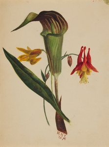 Untitled Jack in the Pulpit, 1876
