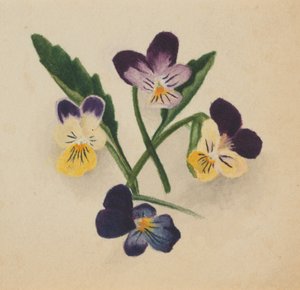 Untitled Pansies, 1874