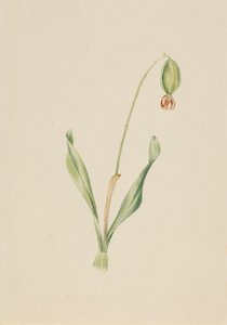 Untitled Plant Study by Mary Vaux Walcott