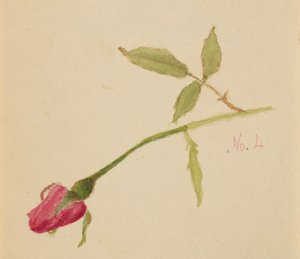 Untitled Rose