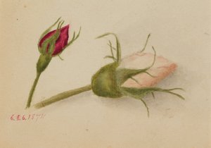 Untitled Rosebuds