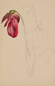 Untitled Unfinished Sketch, n.d.