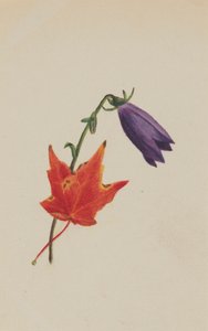 Untitled by Mary Vaux Walcott