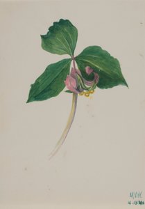 Untitled by Mary Vaux Walcott
