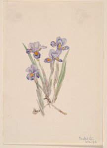 Vernal Iris (Iris Verna) by Mary Vaux Walcott