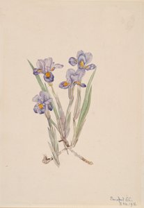 Vernal Iris Iris Verna