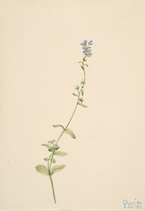 Veronica serpyllifolia by Mary Vaux Walcott