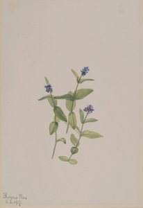 Veronica wormskjoldii by Mary Vaux Walcott