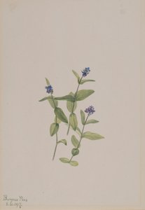 Veronica Wormskjoldii