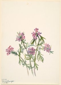 Vervain by Mary Vaux Walcott
