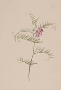 Vicia americana by Mary Vaux Walcott
