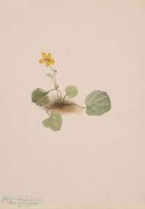 Viola orbiculata by Mary Vaux Walcott
