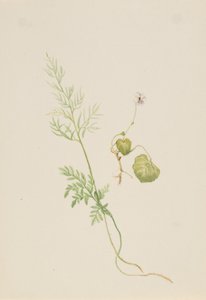 Viola Palustris by Mary Vaux Walcott
