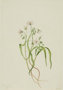 Virginia Springbeauty Claytonia virginica