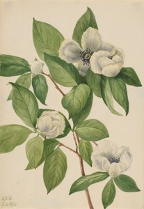 Virginia Stewartia Stewartia malachodendron by Mary Vaux Walcott