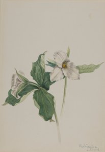 Wake-Robin Trillium grandiflorum, 1918 by Mary Vaux Walcott
