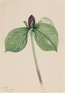 Wake-Robin Trillium sessile by Mary Vaux Walcott