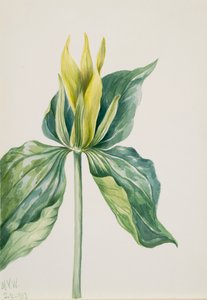 Wake-Robin, 1937