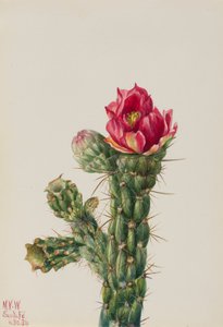 Walkingstick Cholla Opuntia imbricata, 1934