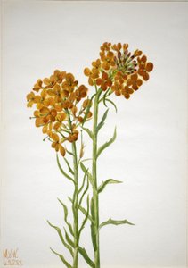 Wallflower