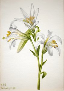 Washington Lily Lilium washingtonianum