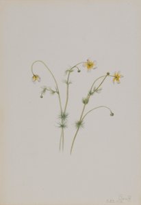 Water Crowfoot by Mary Vaux Walcott