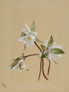 Water Lilies by Mary Vaux Walcott
