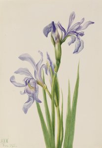 Western Blue Flag Iris Missouriensis, 1933 by Mary Vaux Walcott