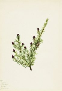 Western Hemlock