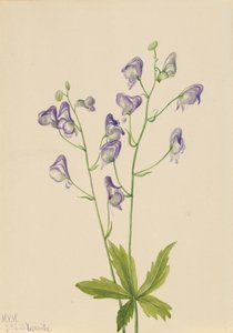 Western Monkshood Aconitum columbianum, 1933 by Mary Vaux Walcott