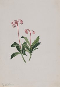 Western Pipsissewa Chimaphila umbellata, 1902 by Mary Vaux Walcott